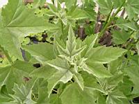 Hibiscus grandiflorus (fam Malvacees) (s-e des USA) (2) (Photo F. Mrugala)